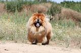 CHOW CHOW 177